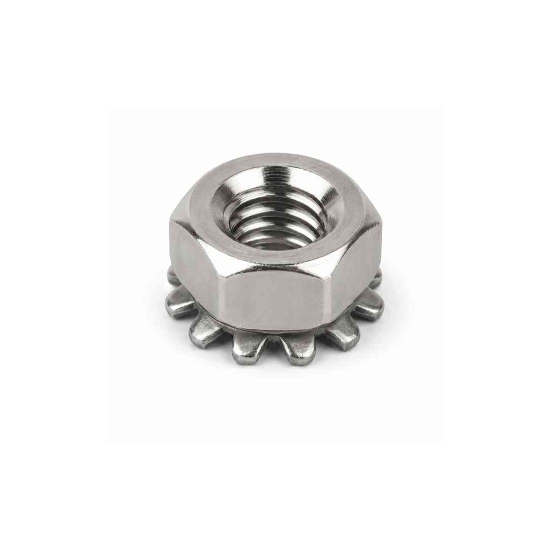 1 Teeth Nut - Image 1